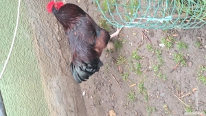 Cocos rhode island  - imagine 2