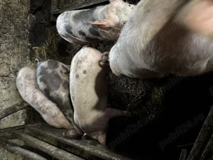 Vând purcei de 4 luni - imagine 3