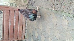 Cocos rhode island  - imagine 3