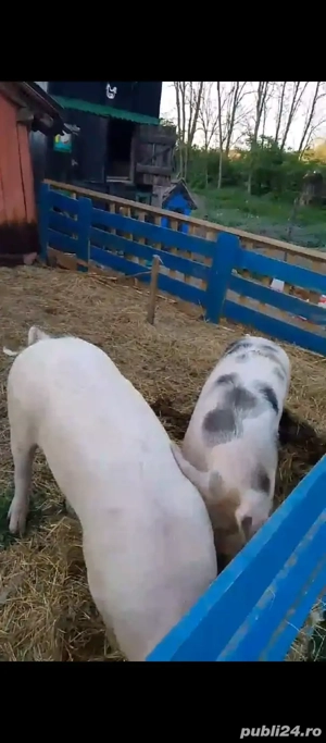 vând porci tineri. - imagine 3