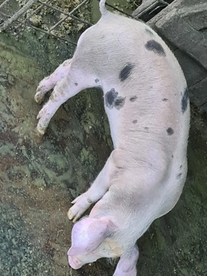 Purcei de vanzare - imagine 2