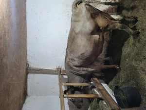 Vaca de vanzare - imagine 2