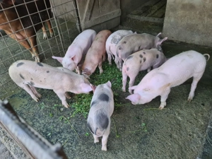 Purcei de vanzare - imagine 3