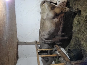 Vaca de vanzare - imagine 3