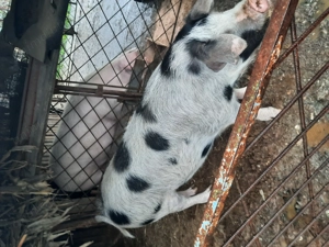 Porc de vanzare - imagine 2