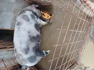 Vând Purcea  - imagine 3