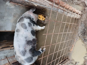 Vând Purcea  - imagine 2