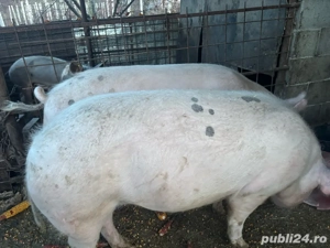 porci de vanzare  - imagine 2