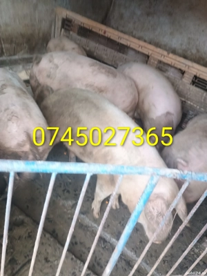 Vând porci rasă mixta  - imagine 3