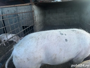 porc de vanzare 