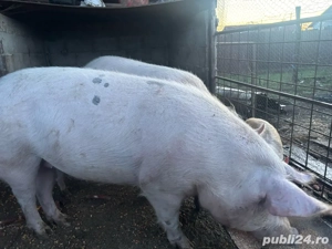 porci de vanzare  - imagine 5