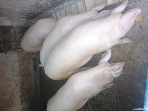 Vând porci rasă mixta  - imagine 2