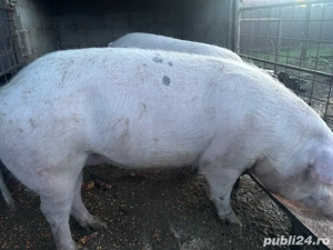 porci de vanzare  - imagine 4