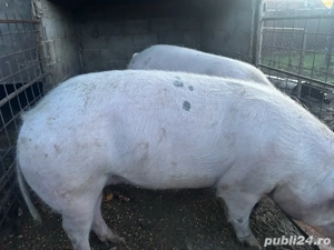porci de vanzare  - imagine 3