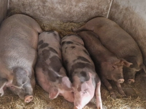 Porci de vânzare 