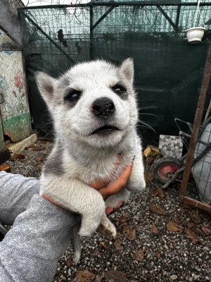 Catelusi Husky Siberian - imagine 3