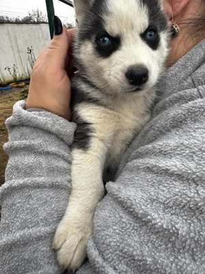 Catelusi Husky Siberian - imagine 2