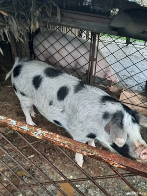 pporc de vanzare - imagine 2