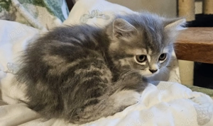 Pisoias Highland Straight Silver Tabby - imagine 3