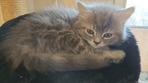 Pisoias Highland Straight Silver Tabby - imagine 5