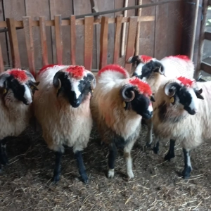 Berbecuți brezi de Petroșani  - imagine 3