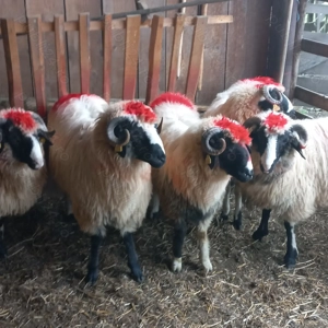 Berbecuți brezi de Petroșani  - imagine 5