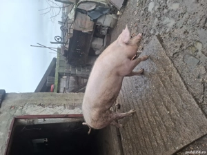 Vand porci  - imagine 3