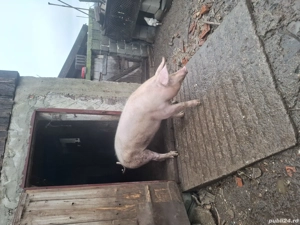 Vand porci  - imagine 2