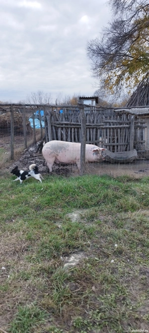 vând porc 250 kg - imagine 2