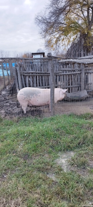 vând porc 250 kg - imagine 3