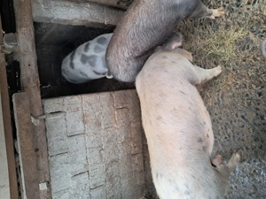 Vand porcii rasa duroc - imagine 2