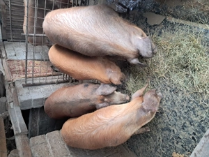 Vand porcii rasa duroc - imagine 3