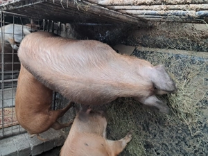 Vand porcii rasa duroc