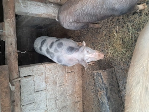 Vand porcii rasa duroc - imagine 4