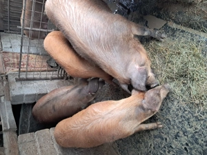 Vand porcii rasa duroc - imagine 5