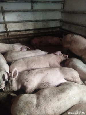 vand porci de carne - imagine 2