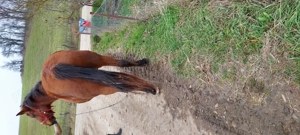 Iapa de 5 ani de vinzare,blinda ,cuminte,invatata la ham. - imagine 2