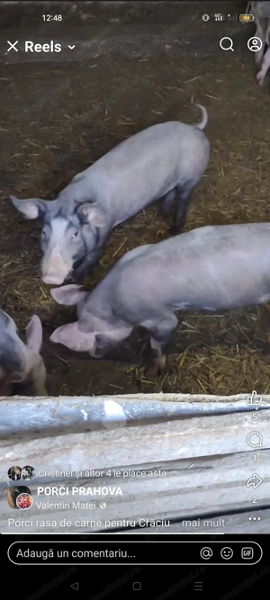 Porci pietrain rasa de carne crescuți în curte nu de ferma !!! - imagine 2