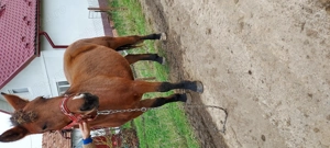 Iapa de 5 ani de vinzare,blinda ,cuminte,invatata la ham.