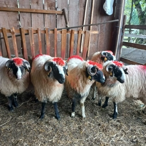 Berbecuți brezi de Petroșani  - imagine 5