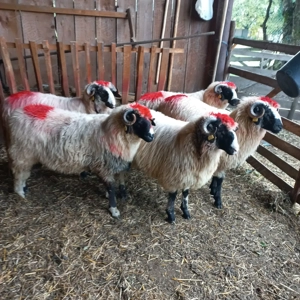 Berbecuți brezi de Petroșani  - imagine 3