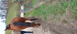 Iapa de 5 ani de vinzare,blinda ,cuminte,invatata la ham. - imagine 5