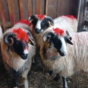 Berbecuți brezi de Petroșani  - imagine 2