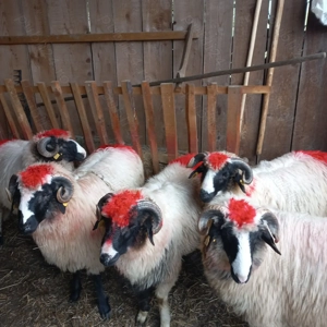 Berbecuți brezi de Petroșani  - imagine 4