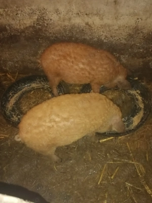 Porci mangalita de vânzare  - imagine 4