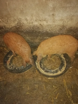 Porci mangalita de vânzare  - imagine 3