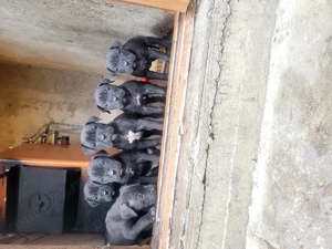 Cane Corso mix cu Presa Canario - imagine 3