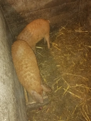 Porci mangalita de vânzare  - imagine 5
