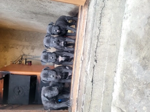 Cane Corso mix cu Presa Canario - imagine 4