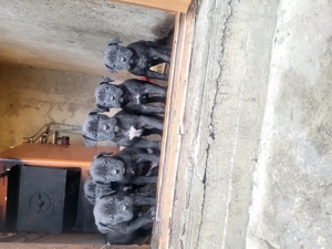 Cane Corso mix cu Presa Canario - imagine 2